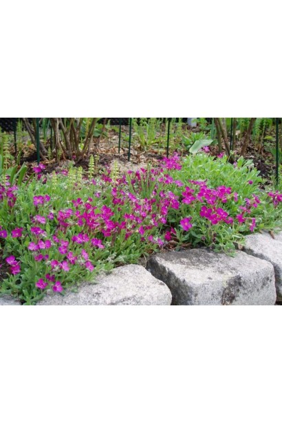 Обриета Каскад Ред бордюрная посадка